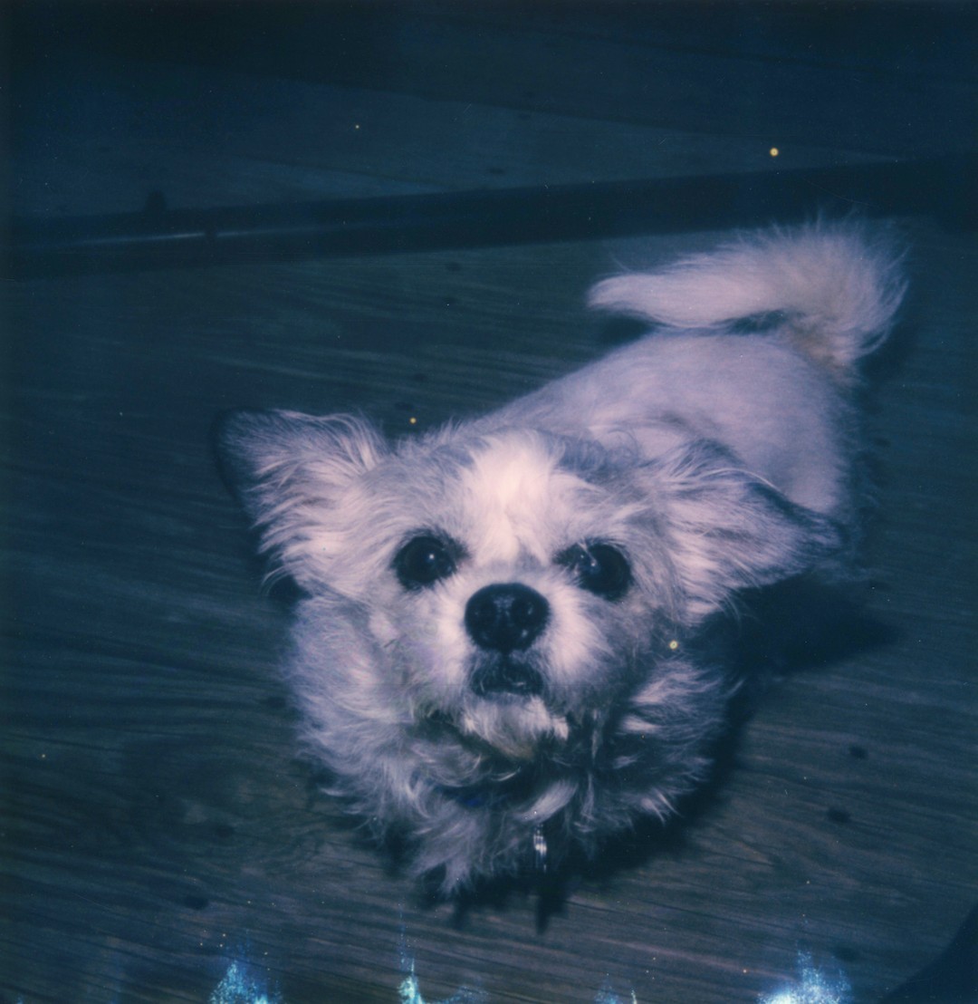 A small white dog looking up at the camera she is standing on a wooden balcony.