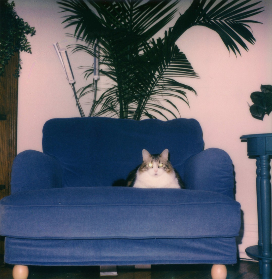 A photograph of a long haired cat sitting on a couch under a fern.